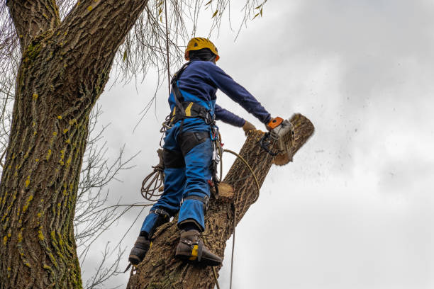 Best Tree Root Removal  in Weatherford, OK